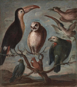 Buenaventura José Guiol - Sample of American Birds (inscribed "Ganga, Pajaro Canoa, Lechuza, Pito Real, Cotorrera, Misto, Loro"), circa 1770-80