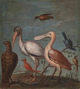 Buenaventura José Guiol - Sample of American Birds (inscribed "Calandria, Pajaro Mulato, Golondrina, Alcatruz, Sarjento, Cardenal, Gavilan), circa 1770-80