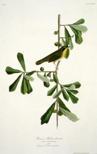 John James Audubon - Roscoe’s Yellow-throat, n.d
