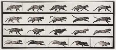 Eadweard Muybridge - Animal Locomotion Plate 720: Cat running, 1880s