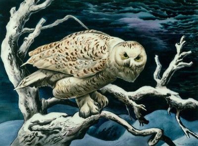 Vance Kirkland - Snowy Owl, 1943